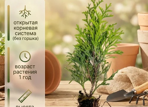 Укорененные черенки цветов