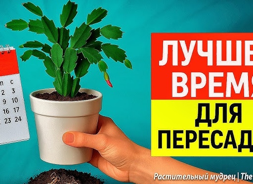 Удачное время для посадки декабриста. 6 способов посадки и уход