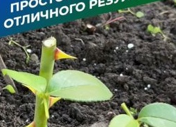 Черенкование смородины летом: как укоренить зелёные побеги