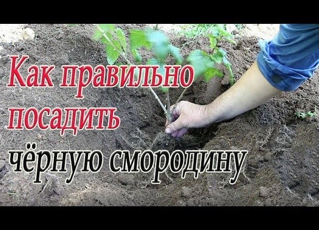 Как правильно размножить черную смородину летом. Мой опыт