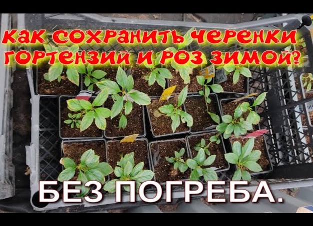 Как сохранить зимой молодые саженцы гортензий и других кустарниковых — тонкости метода прикопа