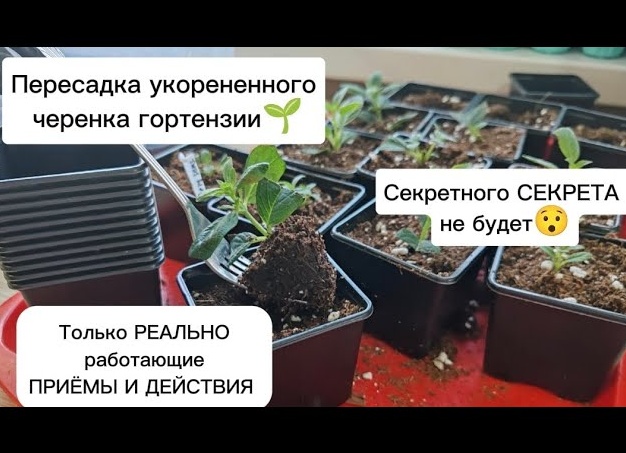 Причины гибели черенка при пересадке в стаканчик с грунтом
