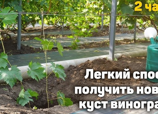 Простая инструкция по укоренению зеленых виноградных черенков летом. Попробуйте и у вас получится!