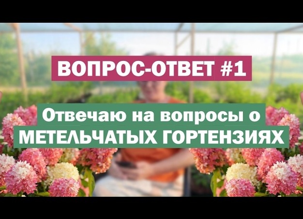 Ответ на вопрос: почему саженцы метельчатых гортензий замирают и летом почти не растут