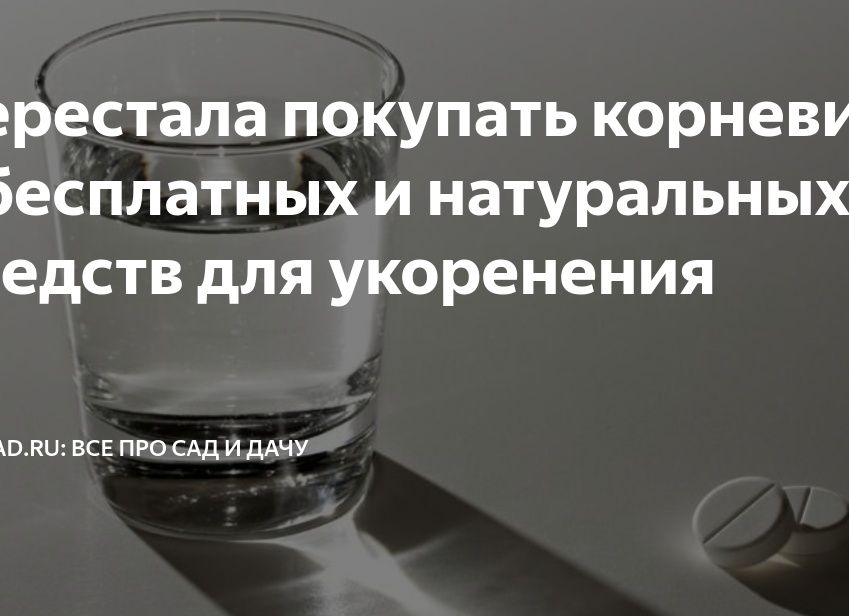 Перестала покупать корневин: 9 бесплатных и натуральных средств для укоренения