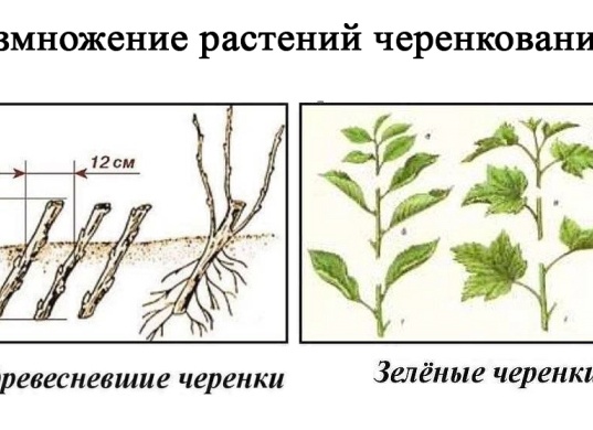 Размножение черенком