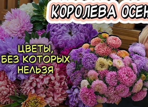 Посадите королеву цветов осенью, и роза будет радовать вас всё лето пышным цветением. Рассказываю о деталях посадки и укрытия саженца