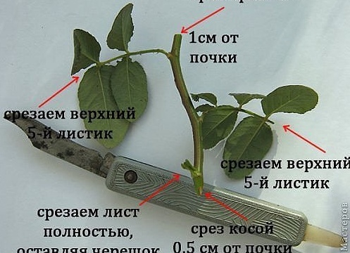 Как правильно вырастить розу в картошке?