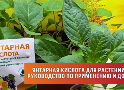 Янтарная кислота для растений: влияние, способы применения, дозировка
