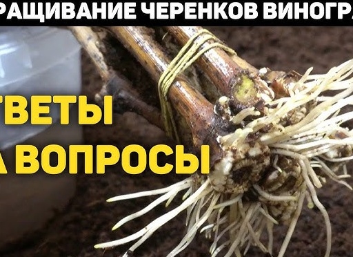 Советы по проращиванию черенков винограда в воде и кильчеванием
