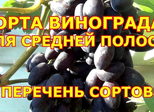 Лучший виноград для средней полосы: список недорогих, при этом очень вкусных и устойчивых сортов винограда