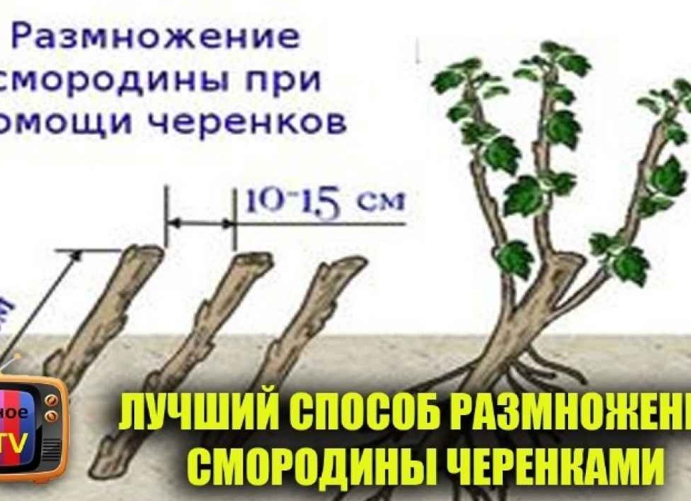 Посадка смородины осенью: способы, сроки и пошаговая инструкция