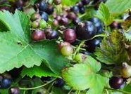 Смородина – замечательная ягодная культура, выращивание