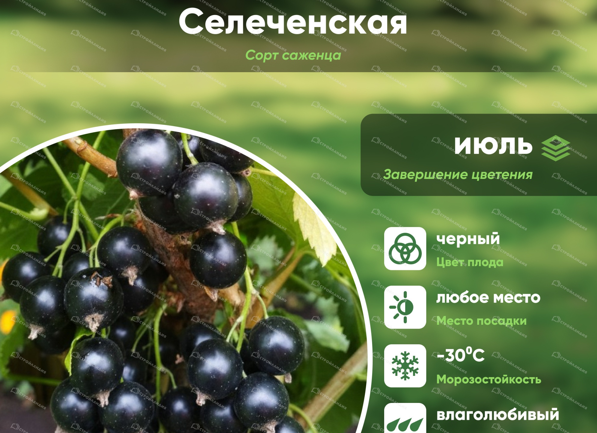 Выращивание смородины сорта Селеченская — правила от А до Я