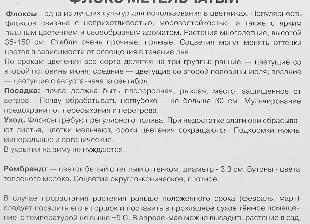 Многолетние флоксы: всё о посадке и уходе