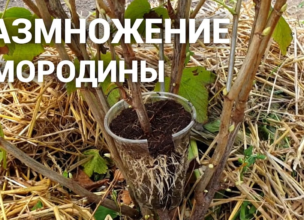Способы размножения и основы выращивания смородины Сокровище
