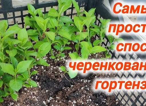 Простой способ зелёного черенкования метельчатых гортензий летом – длинным побегом