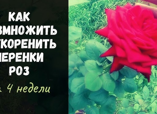 Как укоренить розы летом черенками: подробное руководство для новичков