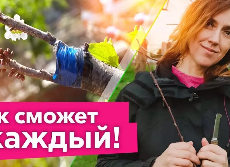 Готовимся к весенней прививке фруктовых деревьев. Покупаю черенки лучших сортов. Мичуринский сад.