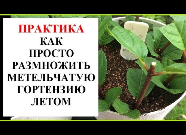Летнее черенкование гортензии!