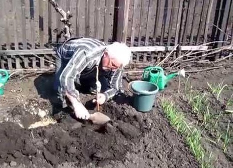 Когда и как сажать малину весной