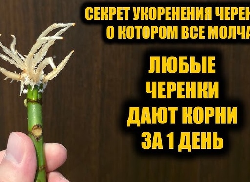 1 Капля Все Черенки В Корнях! Самое Мощное Средство Для Образования Корней!</p>
<p>Стимулятор Роста!