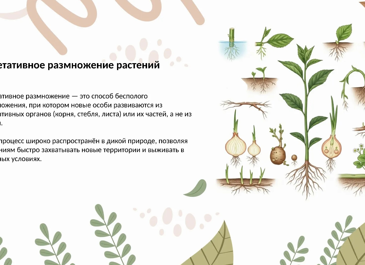 Черенкование растений: как правильно, когда и какие культуры можно размножить