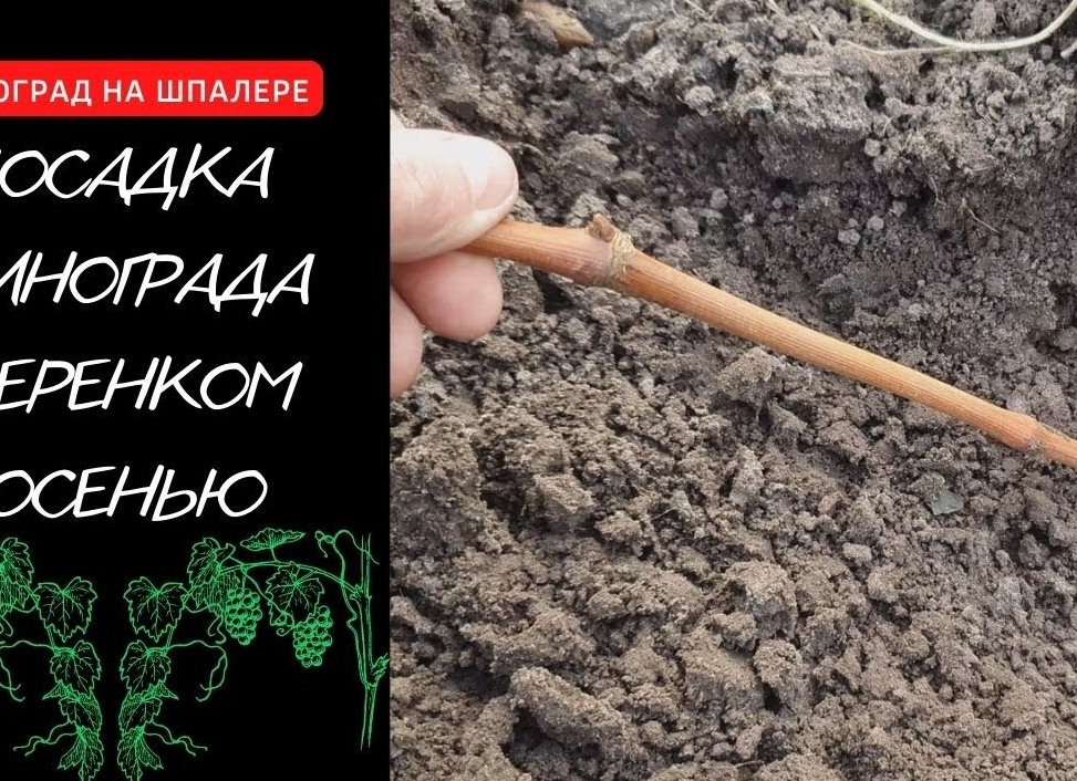 Как посадить виноград черенками