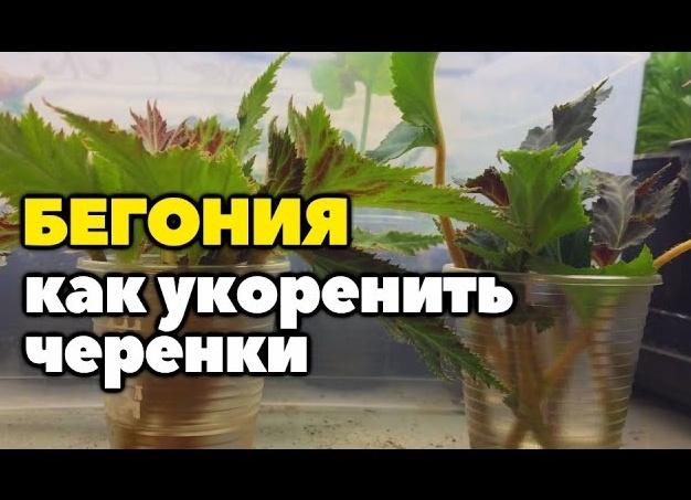 Черенки бегонии рассадила.