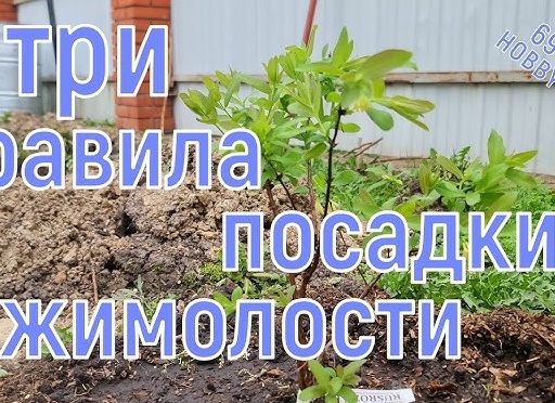 Когда и как сажать жимолость