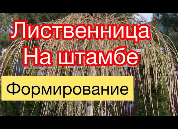 Лиственница на штамбе: как вырастить такое деревце своими руками