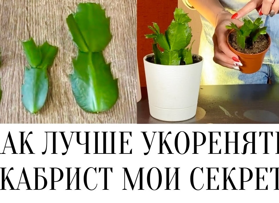 Как размножить декабрист в домашних условиях - листочками, черенками