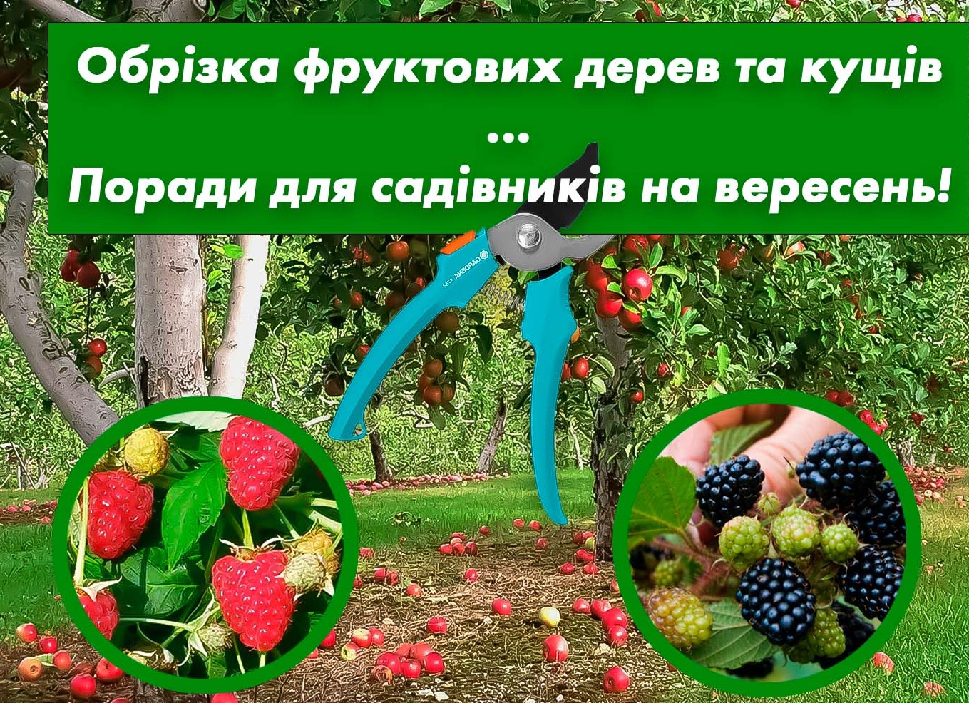 Ягодные кустарники осенью: важные советы по размножению, посадке, обрезке