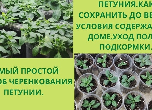 Как сохранить петунию до весны, уход за цветком дома зимой