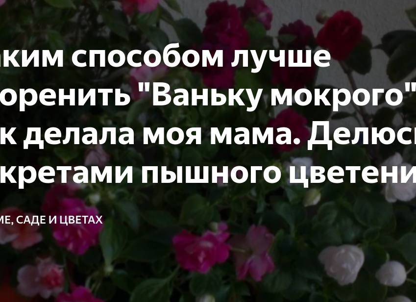 Каким способом лучше укоренить 