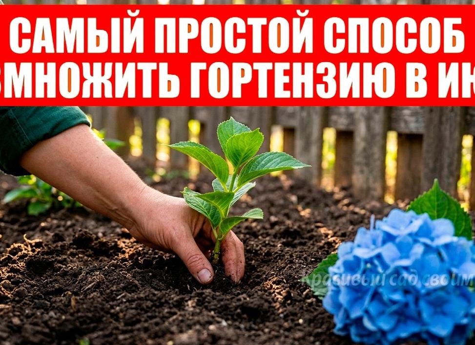 Одна веточка — и целый сад: как размножить любимые растения за 5 шагов