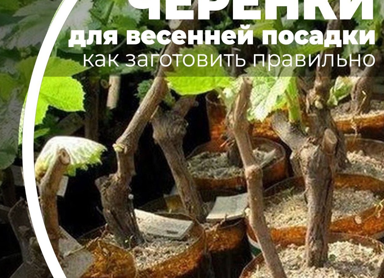 Нарезаем черенки. Обработка и хранение.</p>
<p>Что важно?