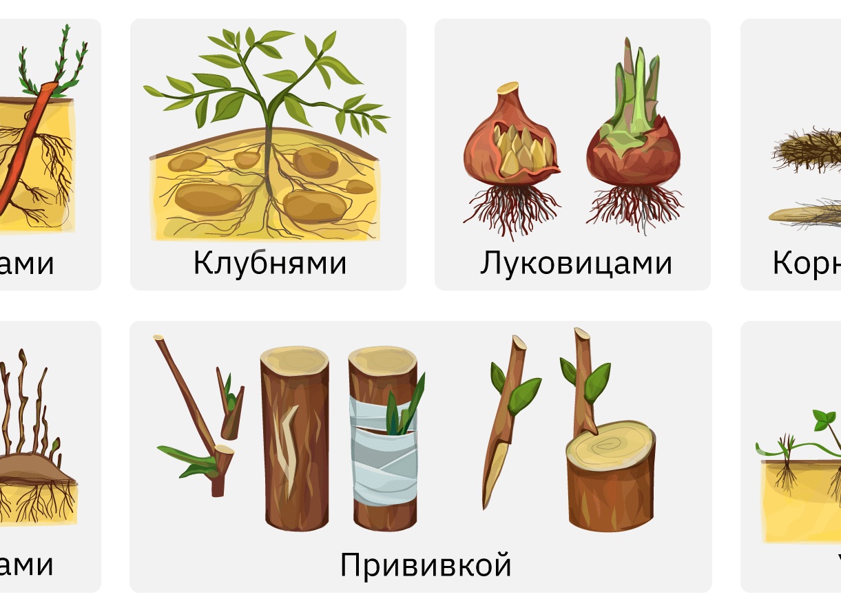 Черенкование растений: виды и способы размножения черенками