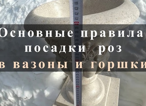 ЗОЛОТЫЕ ПРАВИЛА ВЫРАЩИВАНИЯ РОЗ