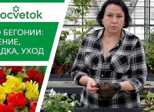 Выращивание саженца зимой из зеленого черенка.