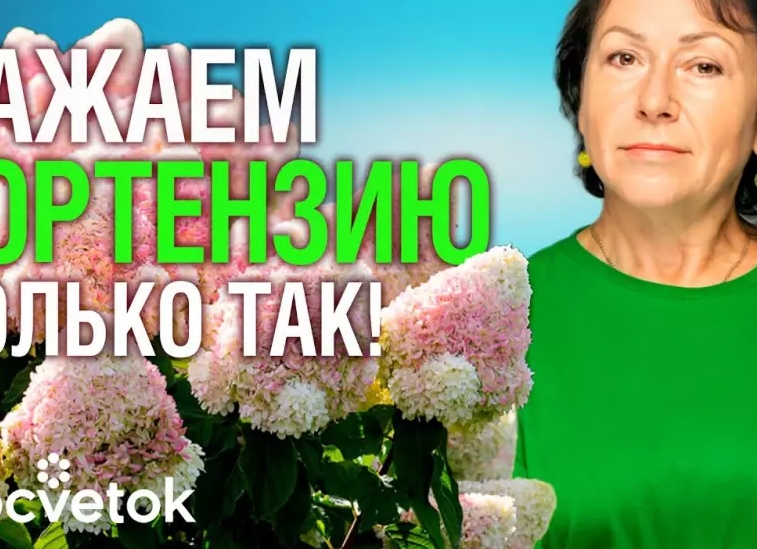 Как вырастить прекрасную крупнолистную гортензию из черенка. Личный опыт
