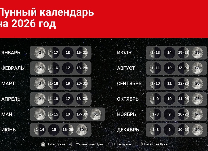 Посадка жимолости осенью 2026: сроки, опылители и место
