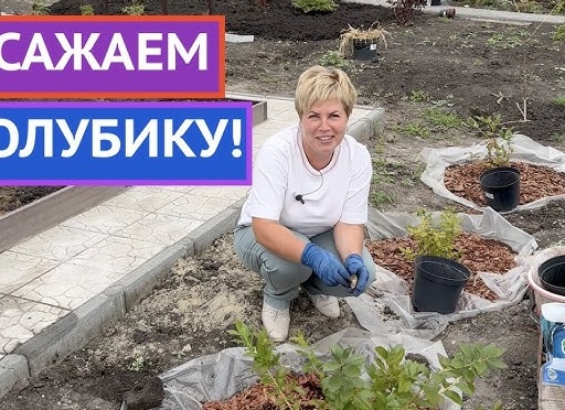 Когда и как сажать голубику на даче
