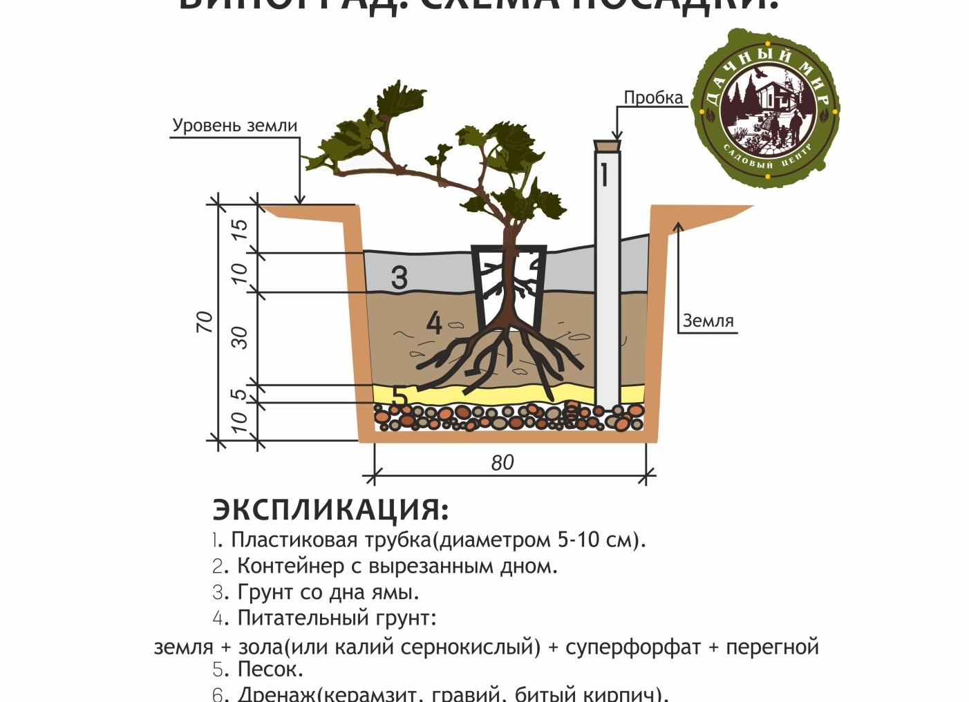 Как посадить виноград в открытый грунт: особенности, сроки и выбор посадочного материала