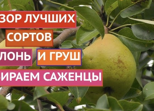 Выбираем саженцы!