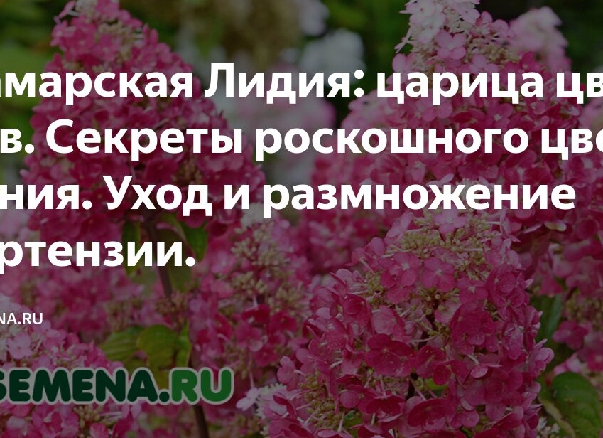 Самарская Лидия: царица цветов. Секреты роскошного цветения. Уход и размножение гортензии.