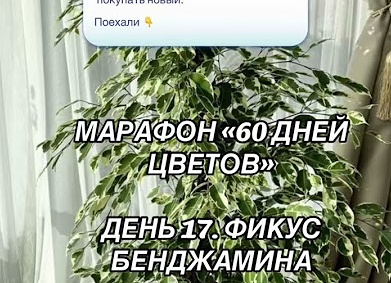 Не покупайте новые саженцы: как размножить розы зелеными черенками на даче