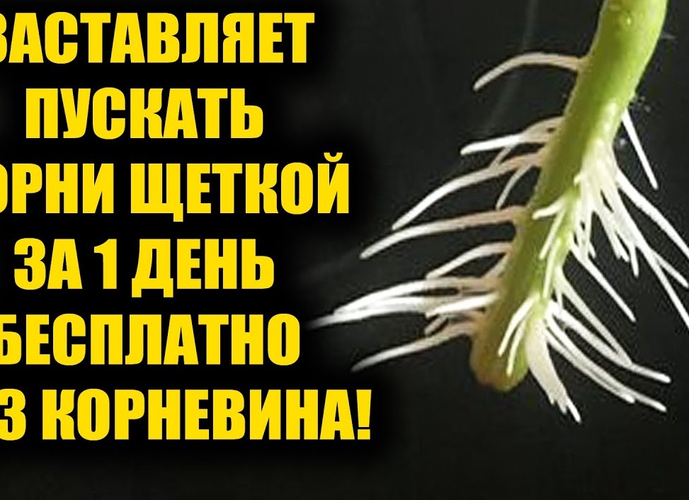 Как быстро укоренить черенки без корневина: безопасный метод для любого сада
