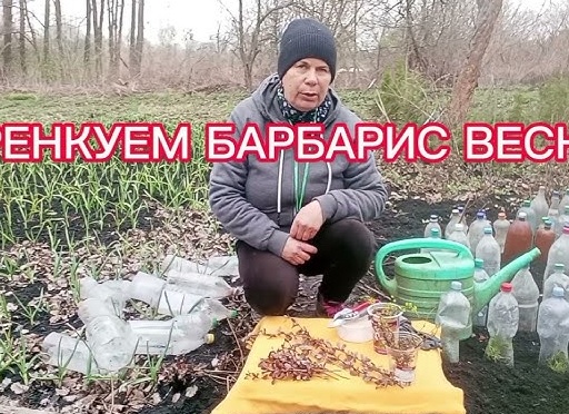 Лучшее время для черенкования барбарисов. Как сделать, чтобы укоренились все?