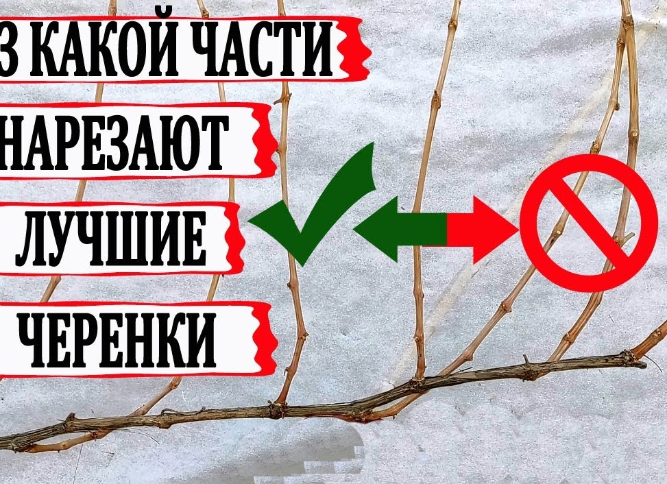 Как правильно заготовить черенки винограда и сохранить их до весны